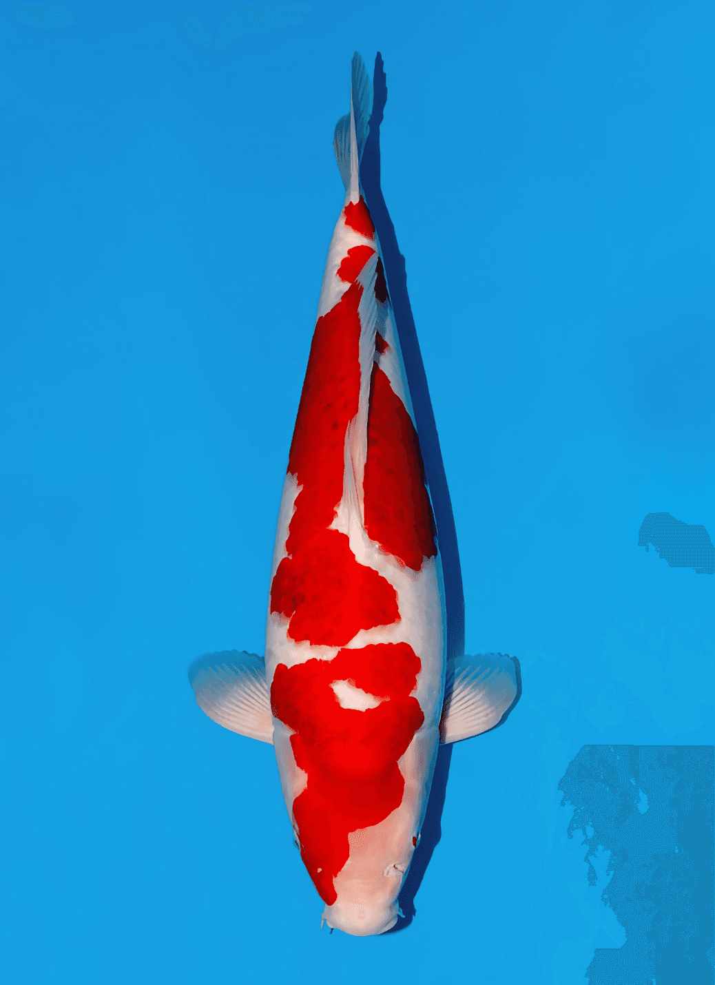 Japanse koi te koop Momotaro Goromo Kamuy Tosai 51 cm Male