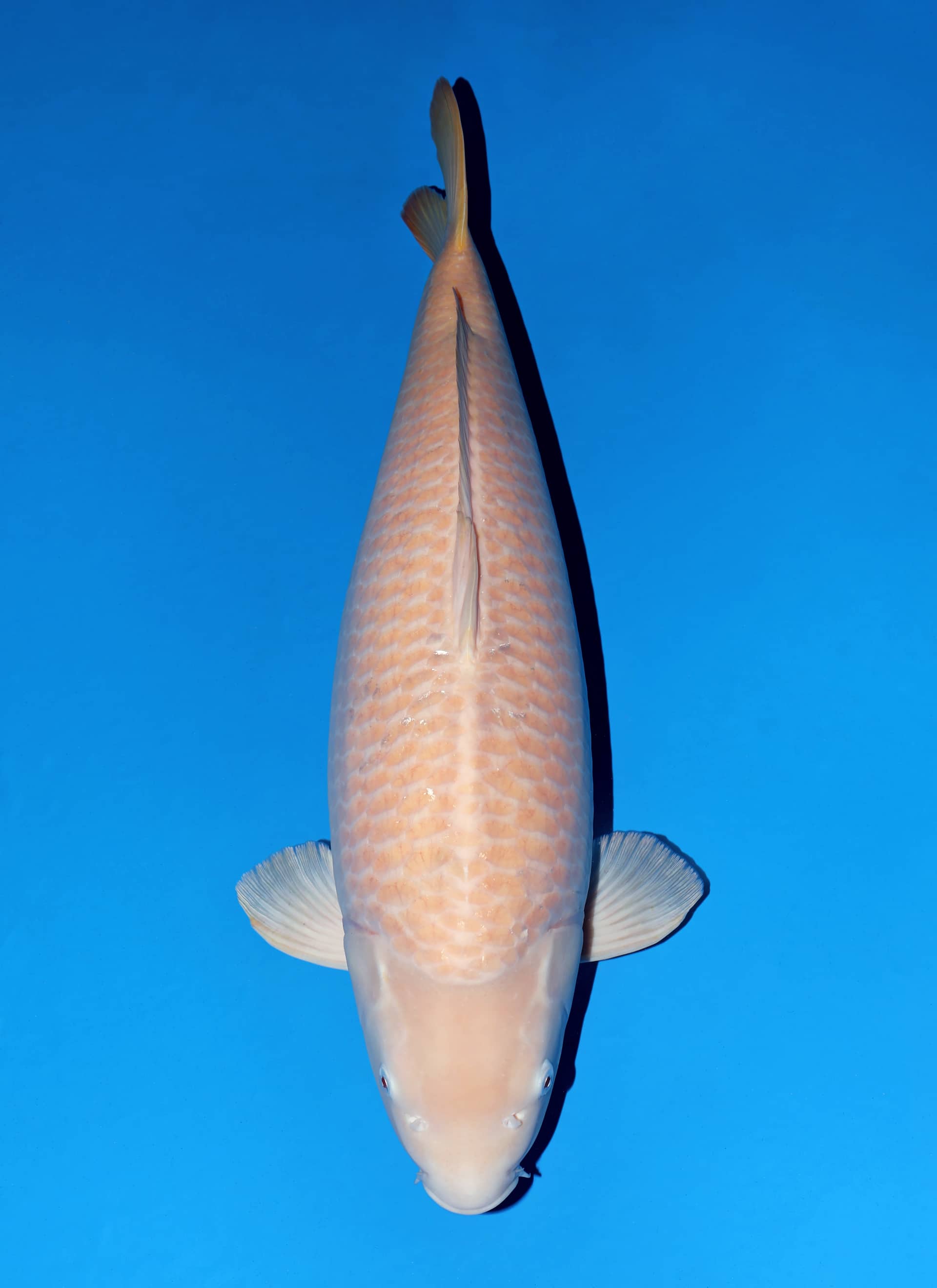 Japanse koi Hoshikin Karashigoi Yonsai 79 cm Female