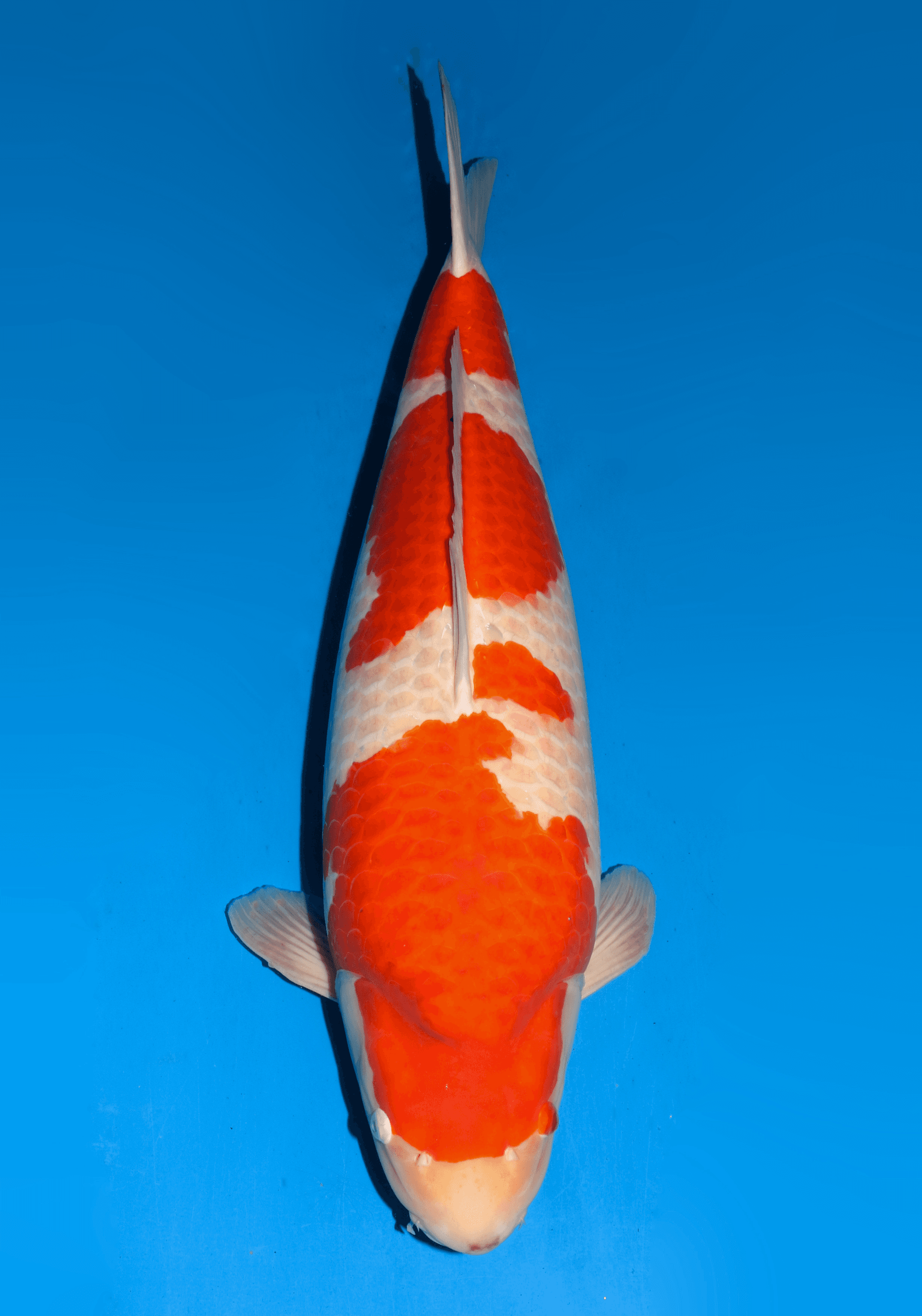 Japanse koi Dainichi Kohaku RedTiger Gosai 78 cm Female