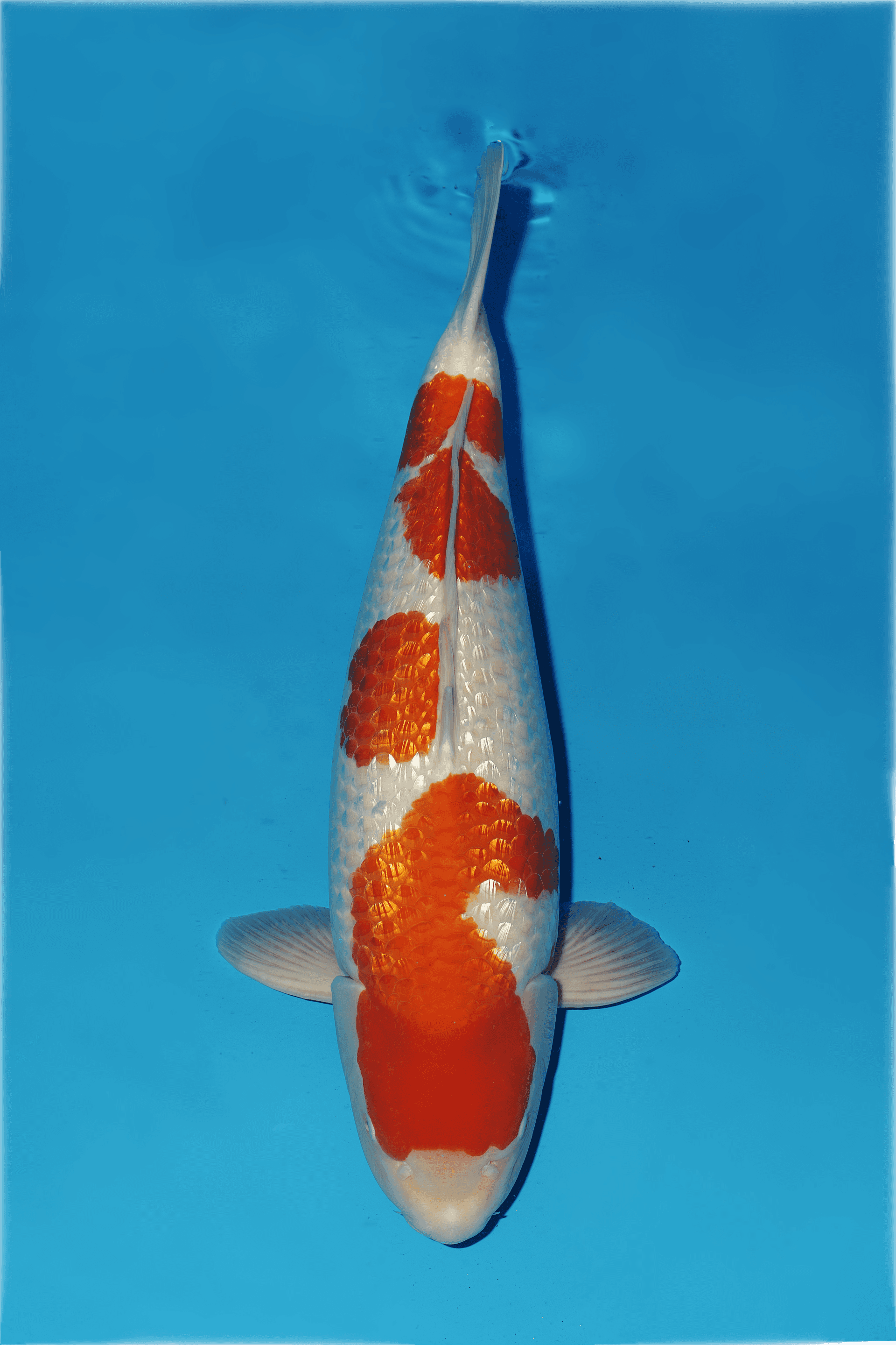 Japanse koi te koop Dainichi Ginrin Kohaku XGinrin Rokusai + 71 cm Female