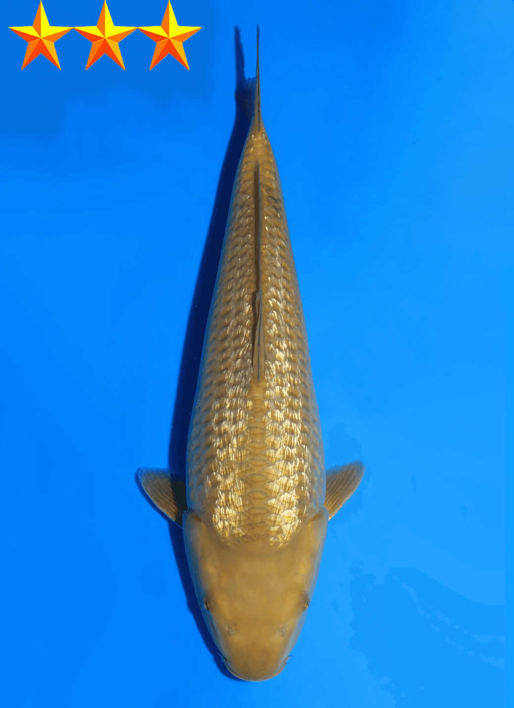 Japanse koi te koop Dainichi Ginrin Chagoi YellowMonkey Tosai 34 cm Female