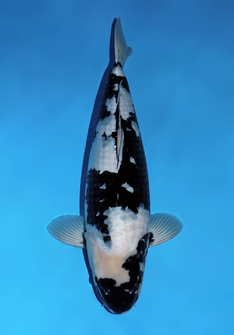 Japanse koi te koop Omosako Shiro-utsuri Godzilla Sansai 66 cm Female