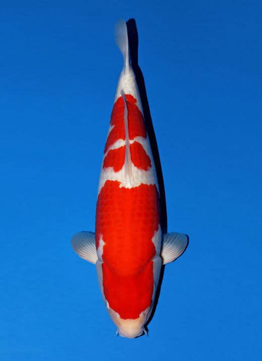 Japanse koi te koop Momotaro Kohaku Rokusai + 70 cm Female