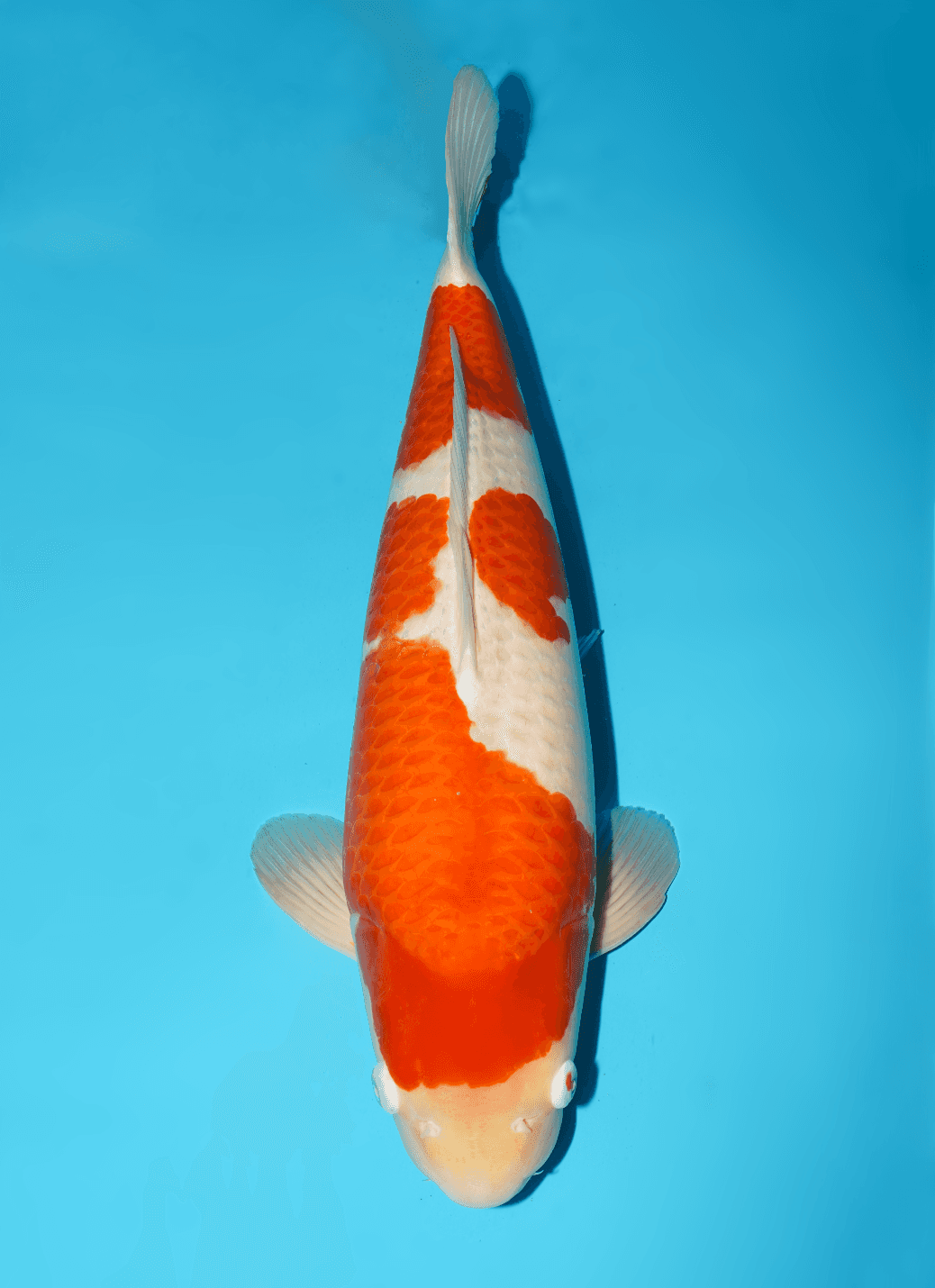 Japanse koi te koop Isa Kohaku Yonsai 58 cm Male