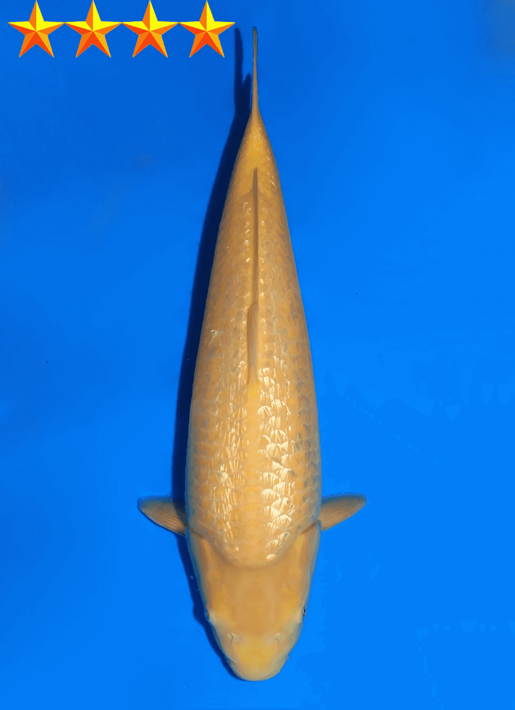 Japanse koi te koop Dainichi Ginrin Karashigoi YellowMonkey Tosai 48 cm Female