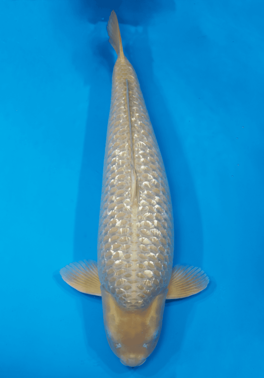 Japanse koi te koop Marudo Chagoi Rokusai + 92 cm Female