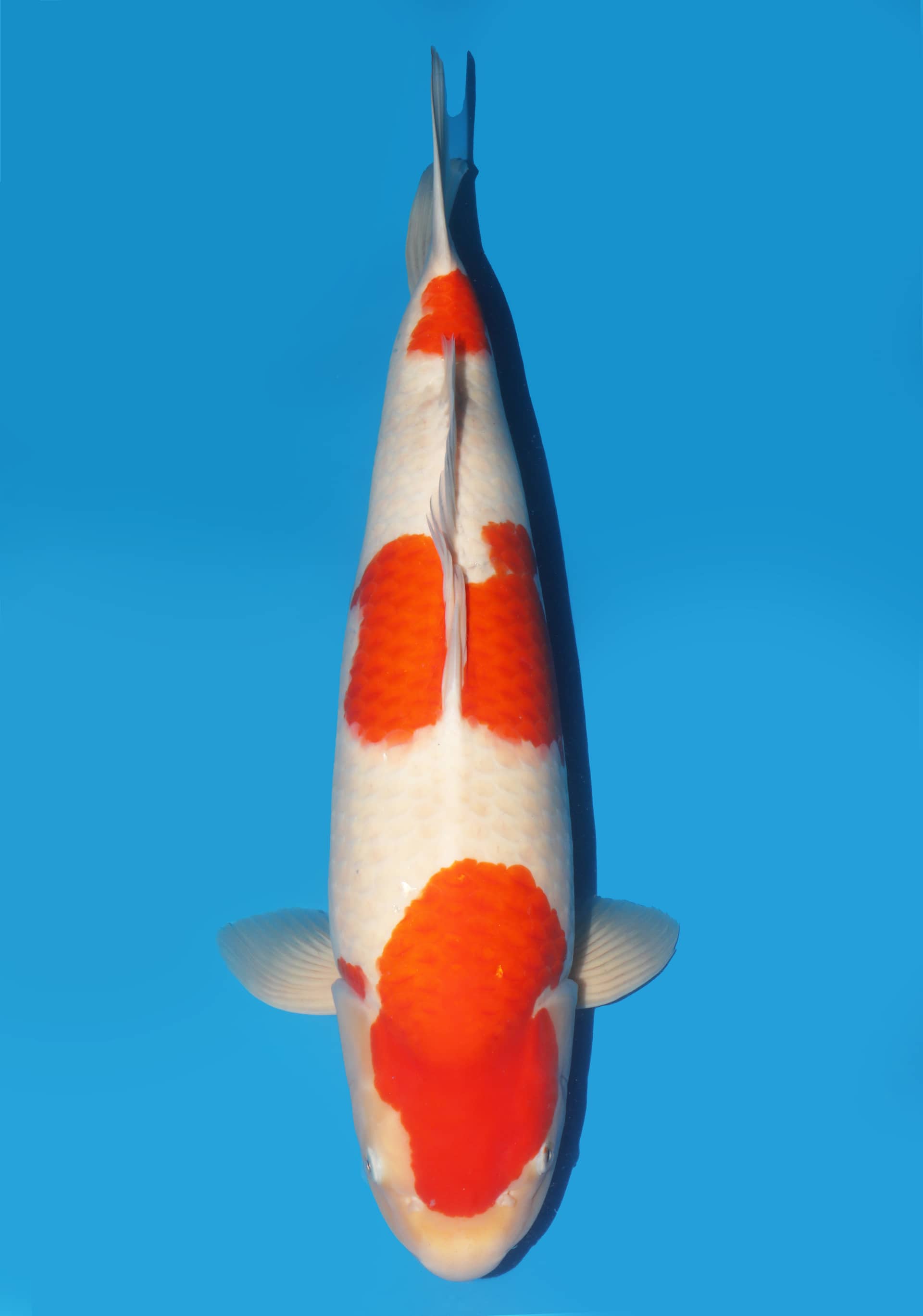 Japanse koi te koop Dainichi Toyota Kohaku Kinsen Gosai 60 cm Female