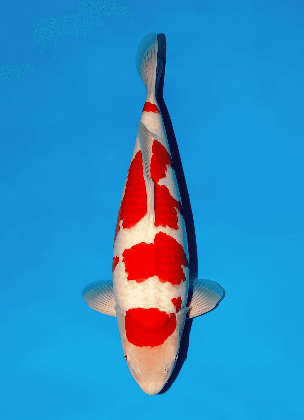 Japanse koi te koop Momotaro Kohaku Kamuy Tosai 49 cm Female
