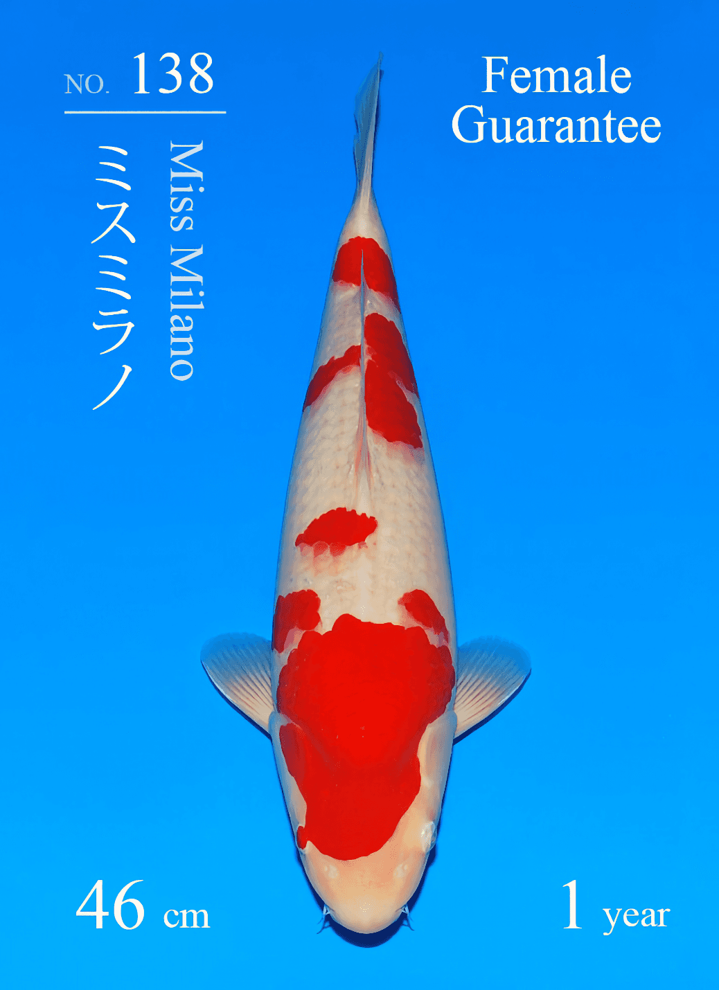 Japanse koi te koop Sakai Fish Farm Kohaku Miss Milano Tosai 46 cm Female