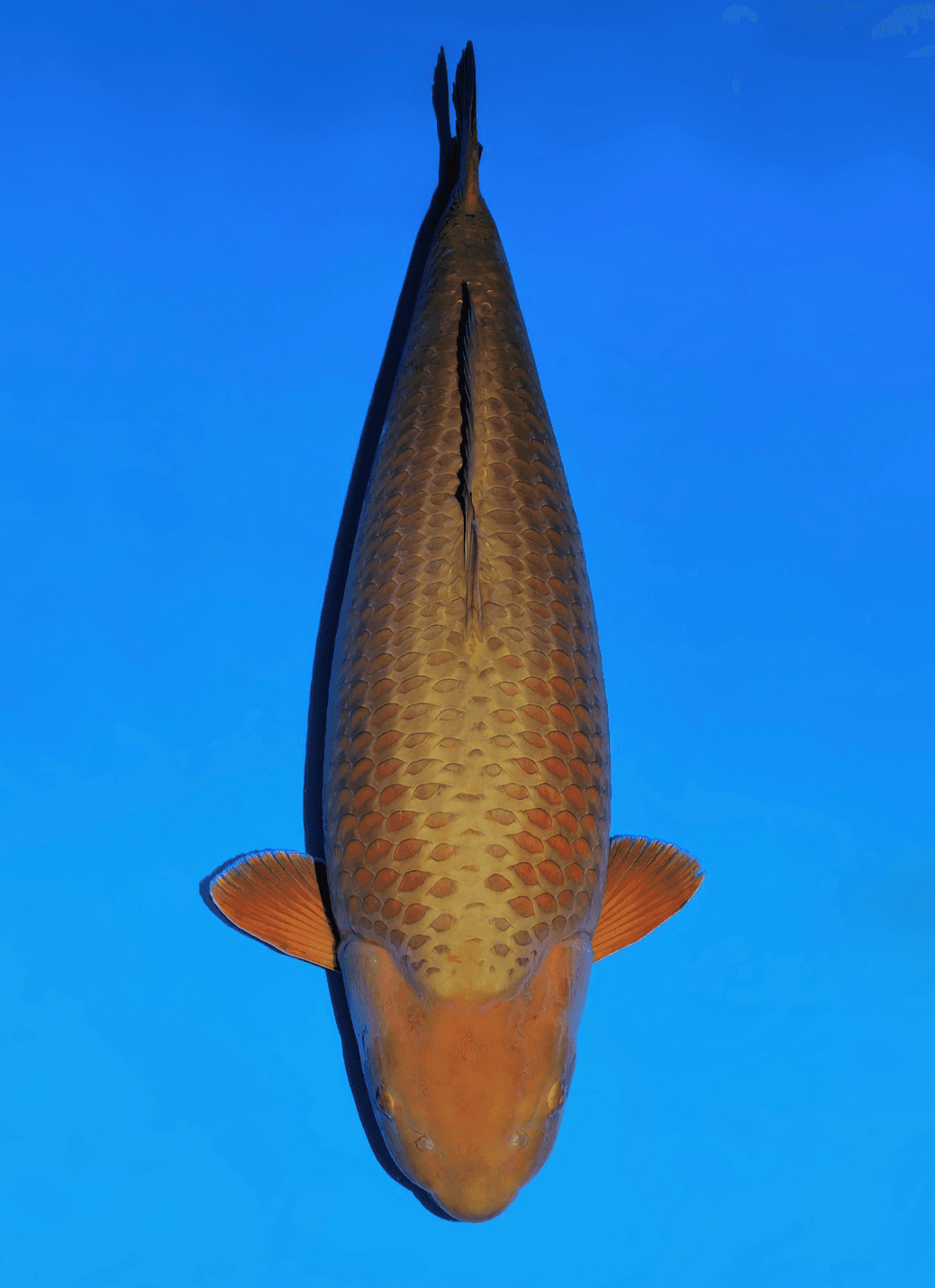 Japanse koi Sakai Fish Farm Chagoi Yellow Magic Gosai 85 cm Female