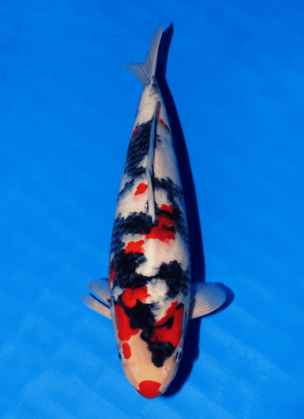 Japanse koi Isa Showa Zundou Nisai 57 cm Female