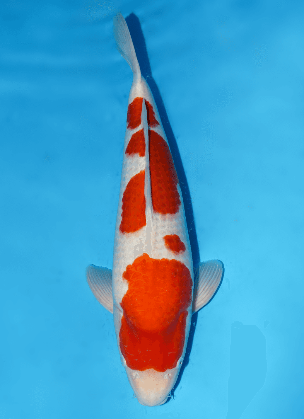 Japanse koi te koop Momotaro Kohaku Yonsai 61 cm Unknown