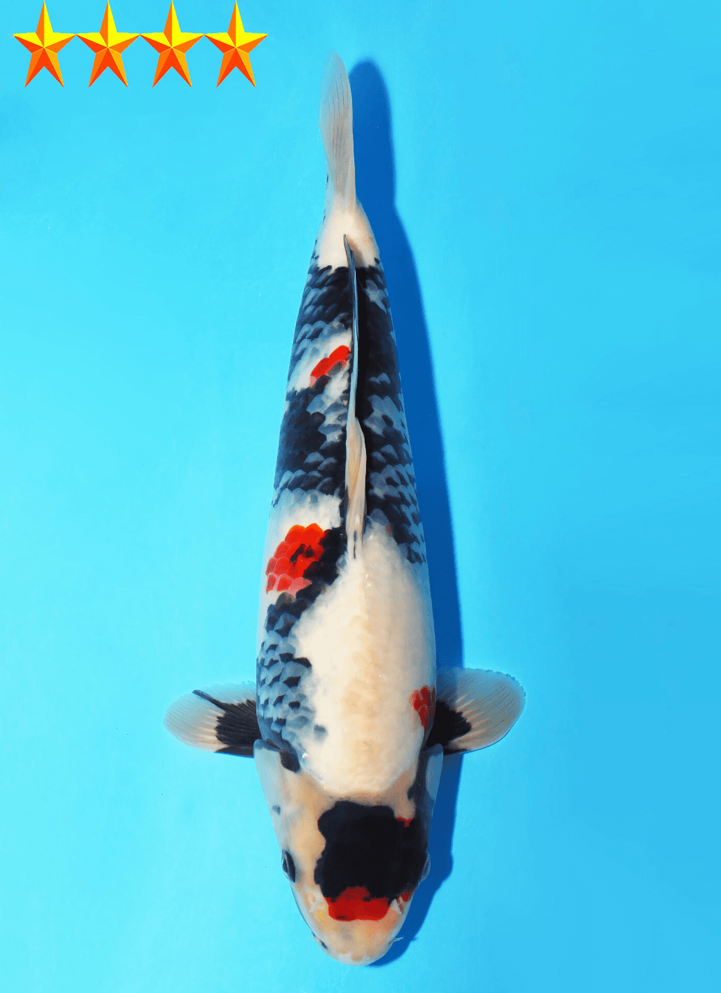 Japanse koi te koop Dainichi Toyota Showa Super Butta Sansai 51 cm Female