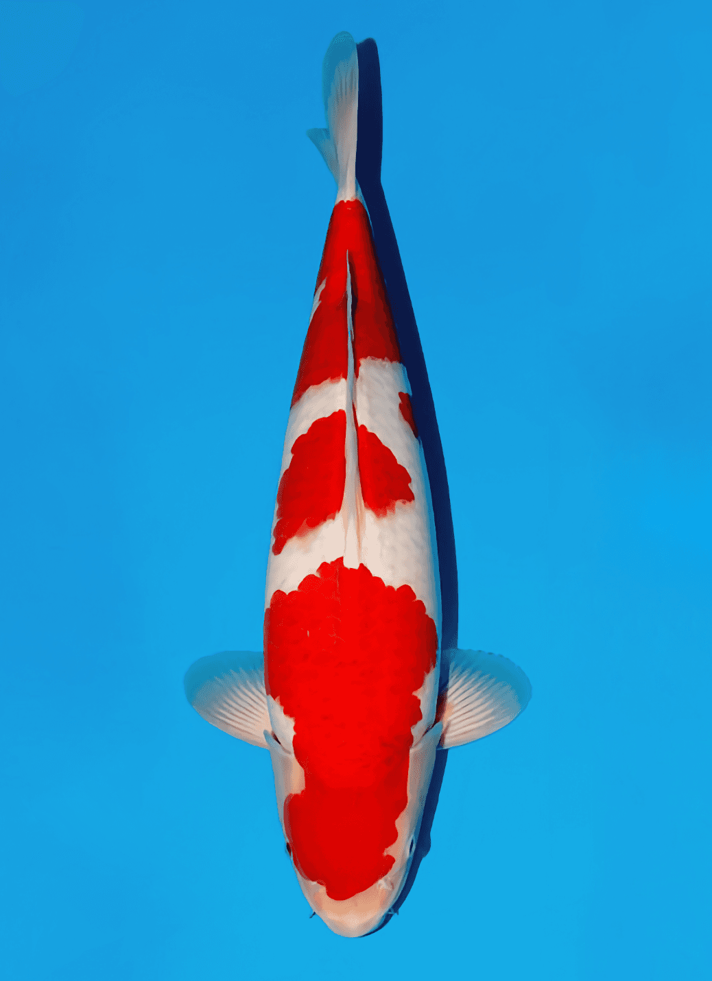 Japanse koi te koop Momotaro Goromo Kamuy Tosai 53 cm Male