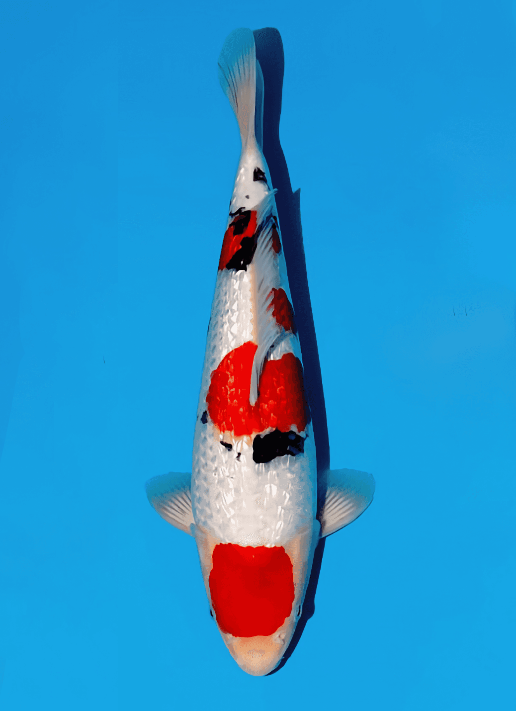 Japanse koi te koop Momotaro Ginrin Sanke Kamuy Tosai 36 cm Male