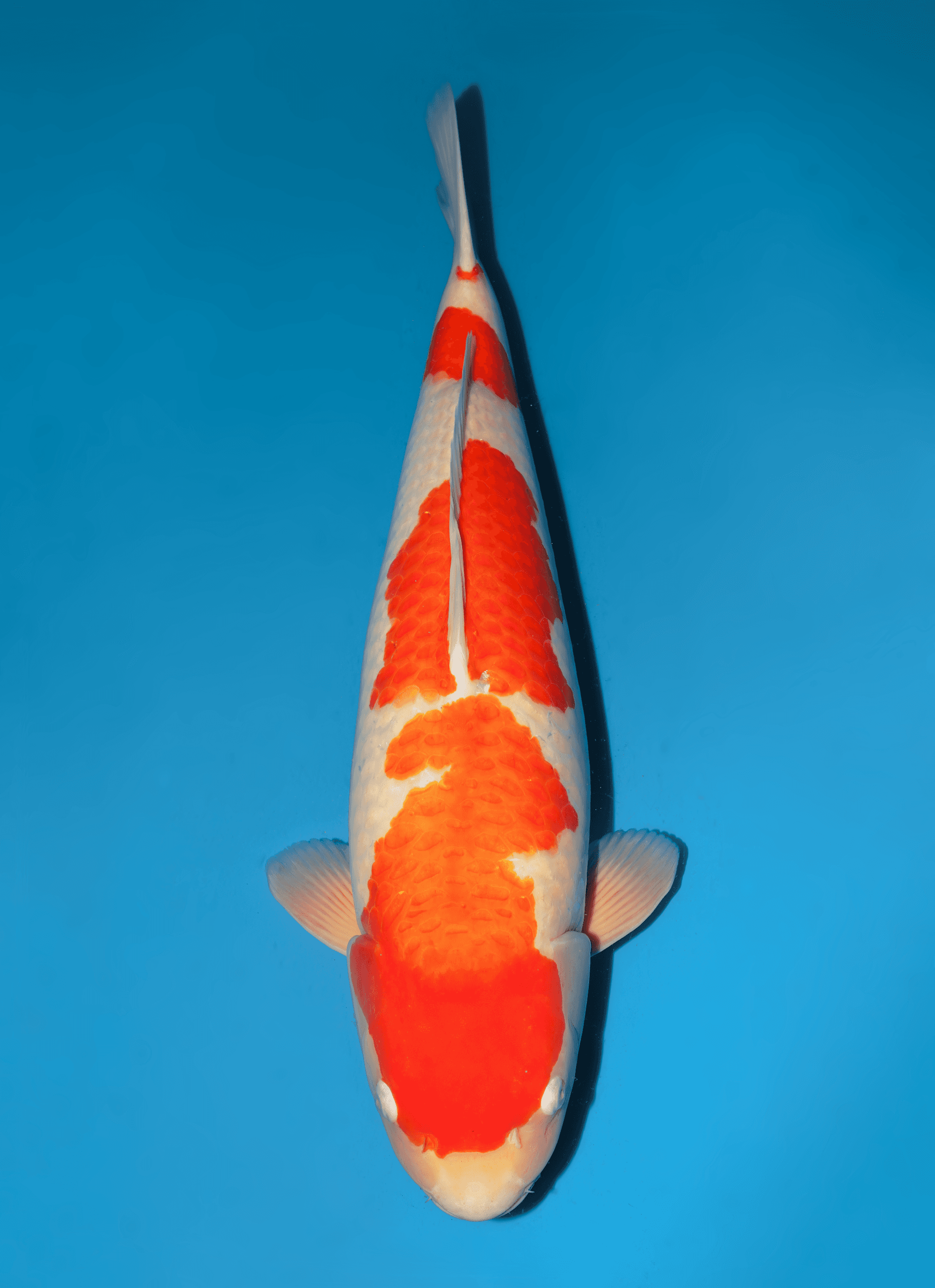 Japanse koi Dainichi Kohaku RedTiger Sansai 70 cm Female
