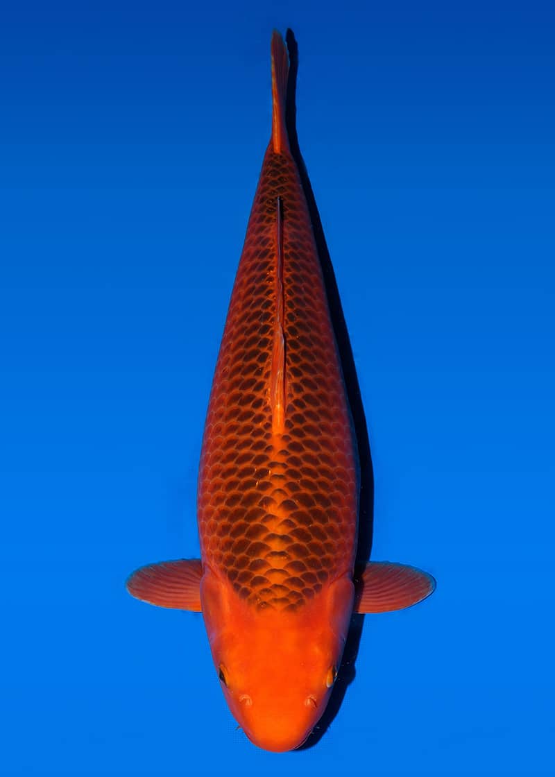 Japanse koi Taniguchi Aka-matsuba Red Corn Sansai 71 cm Female