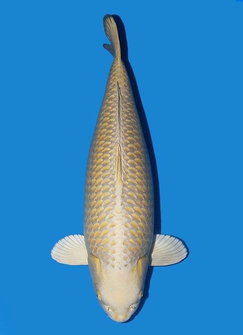 Japanse koi te koop Ikarashi Kin Matsuba Rokusai + 86 cm Female