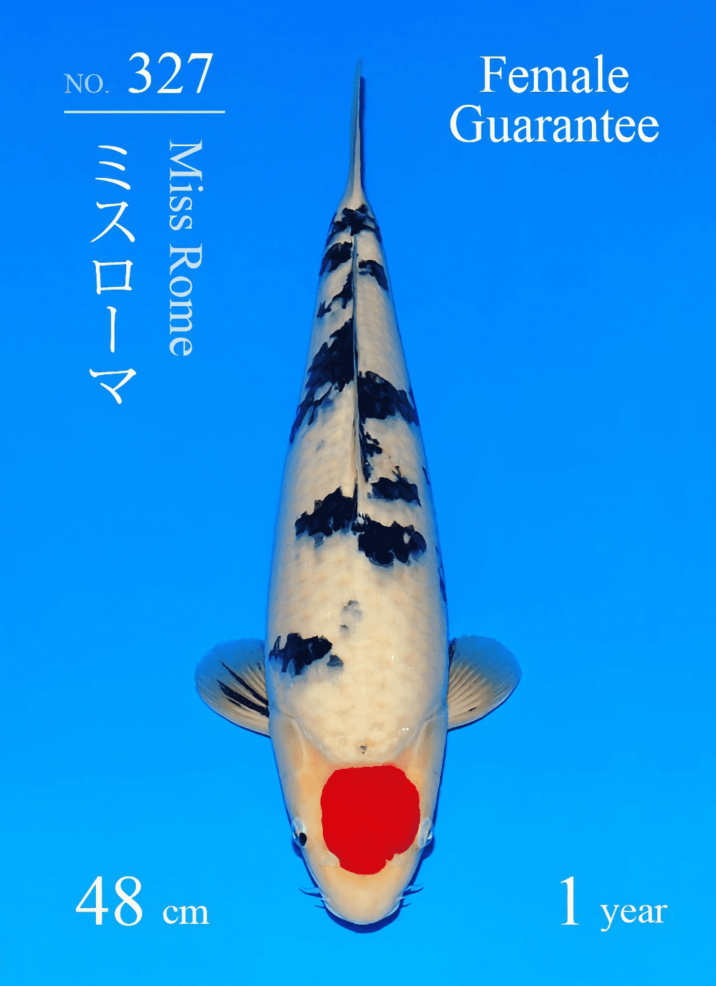Japanse koi te koop Sakai Fish Farm Sanke Miss Rome Tosai 48 cm Female