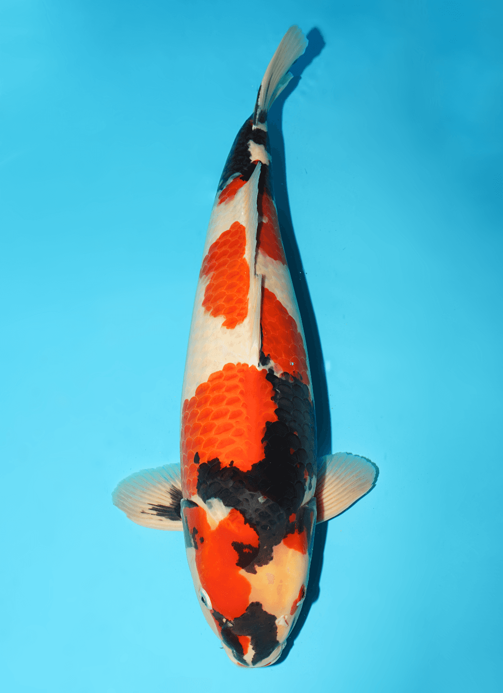 Japanse koi te koop Isa Showa Yonsai 64 cm Male