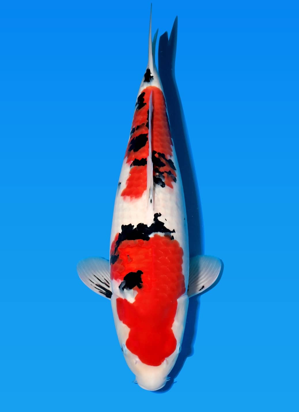 Japanse koi te koop Sakai Fish Farm Sanke Original love Tosai 59 cm Female