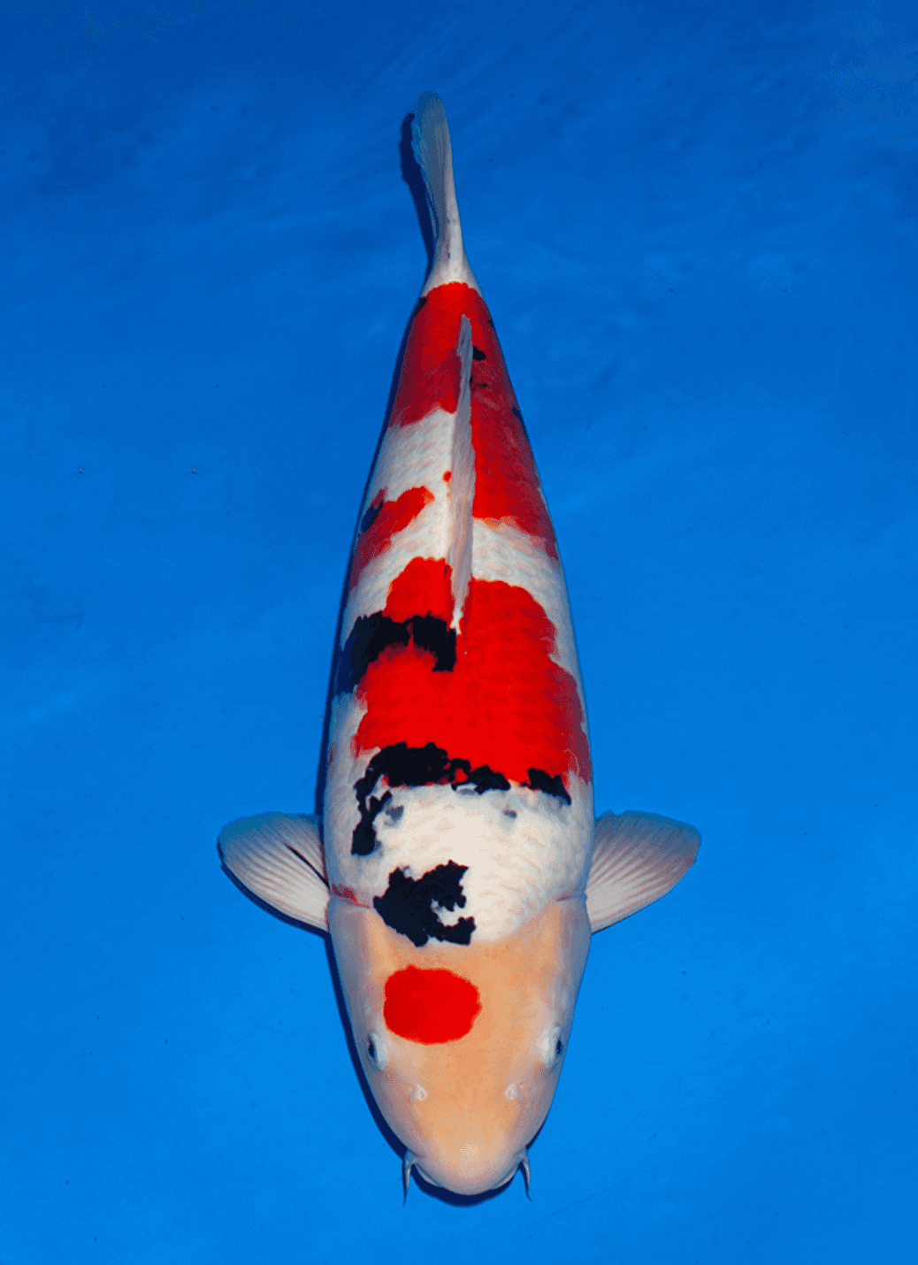 Japanse koi te koop Ogata Sanke Sakai Nisai 65 cm Female