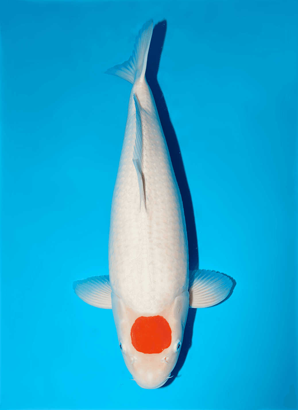 Japanse koi te koop Isa Kohaku Nisai 53 cm Female
