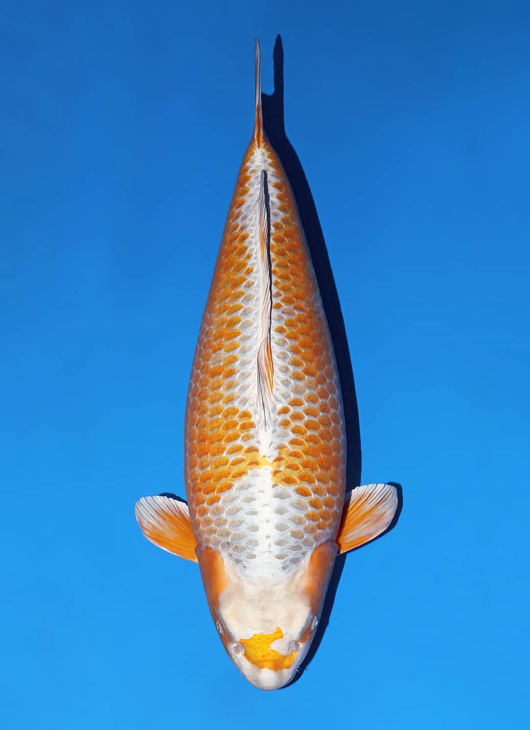Japanse koi Momotaro Metallic Ochiba Sansai 73 cm Female