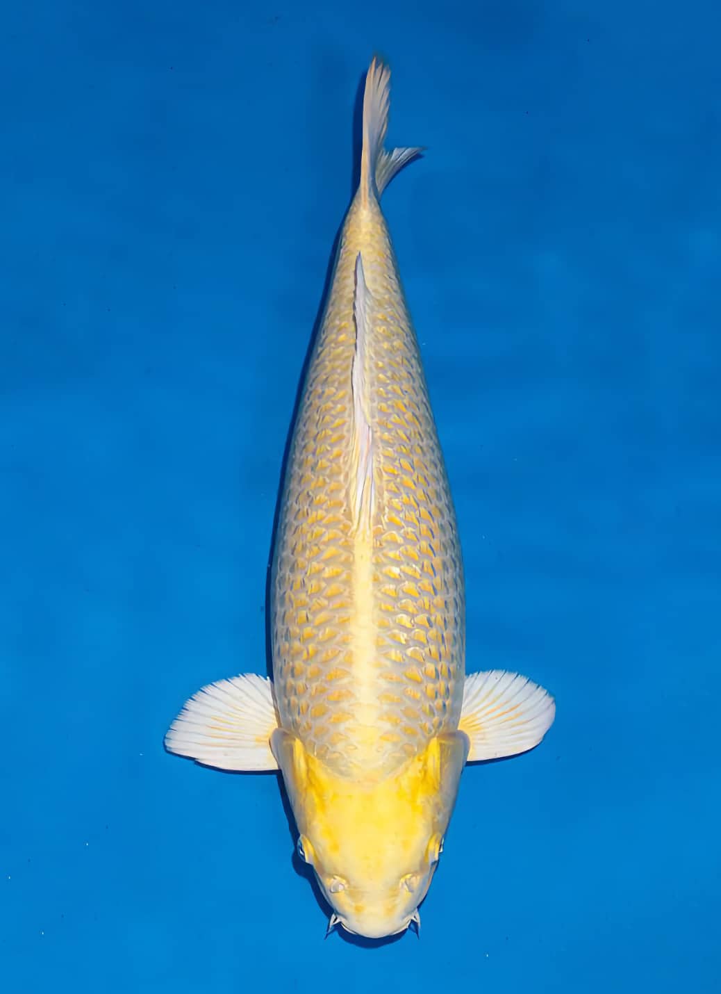 Japanse koi te koop Ogata Ginrin Yamabuki Ogon Izumiya Sansai 56 cm Female