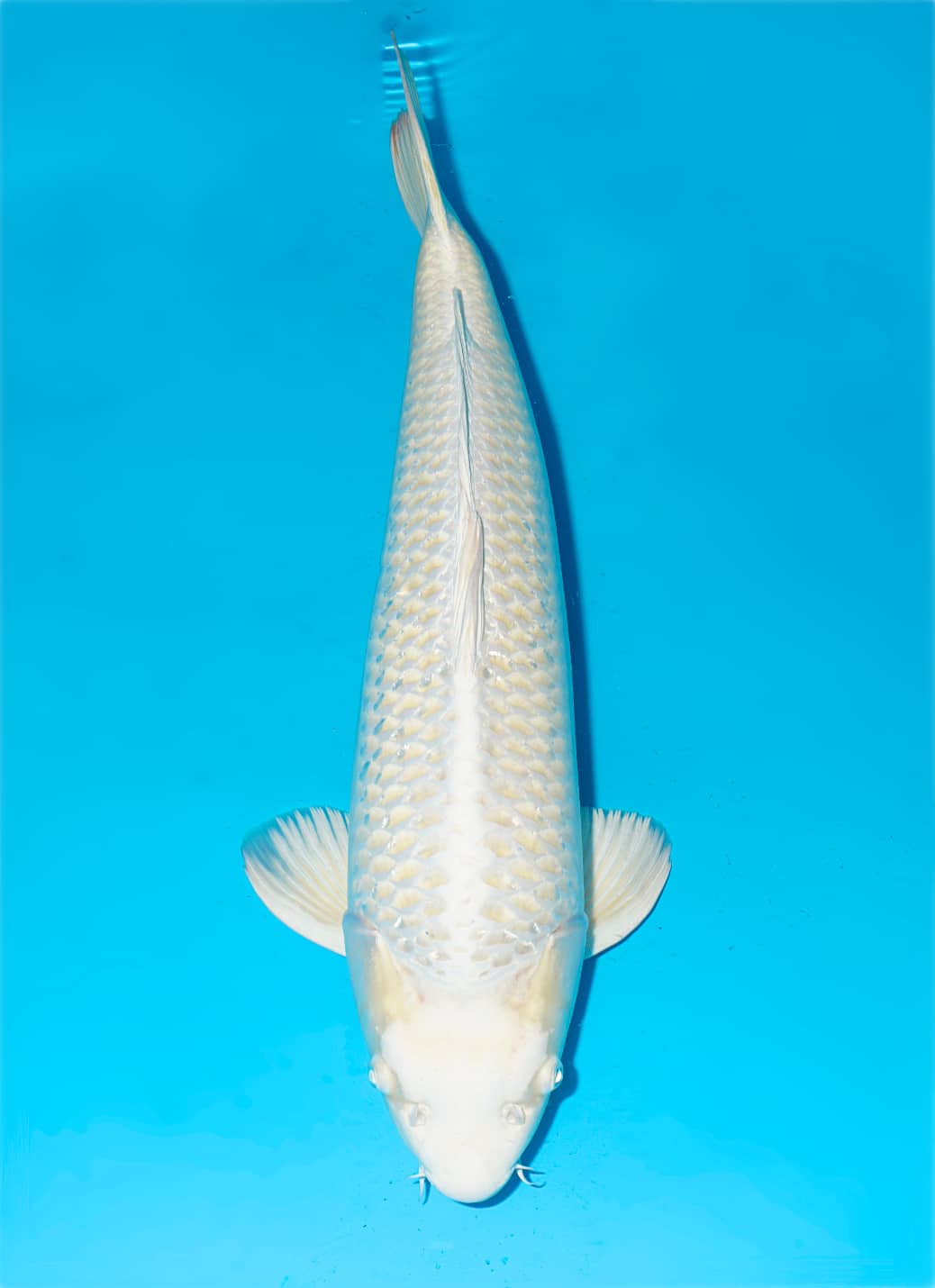 Japanse koi te koop Momotaro Metallic Mukashi Ogon Yonsai 58 cm Male