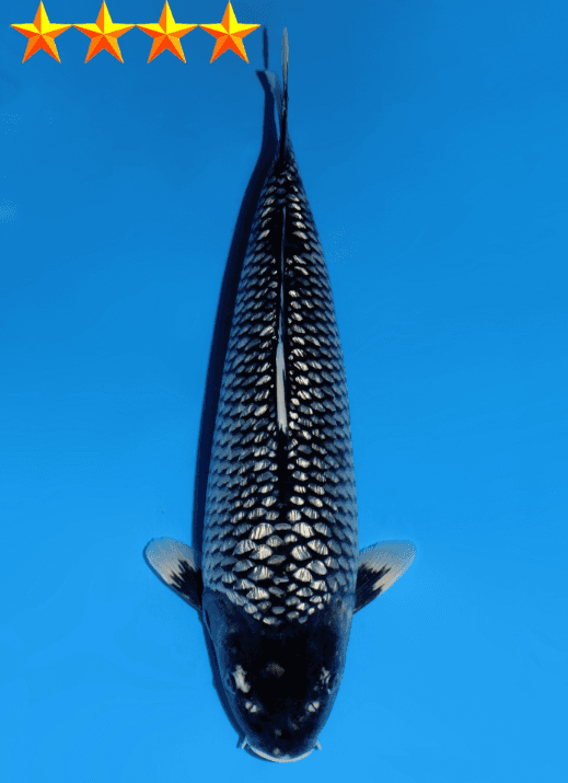 Japanse koi te koop Dainichi Ginrin Soragoi BlackDiamondX Rokusai + 73 cm Female