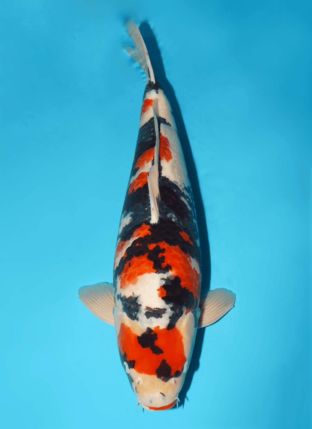 Japanse koi te koop Isa Showa Yonsai 65 cm Male
