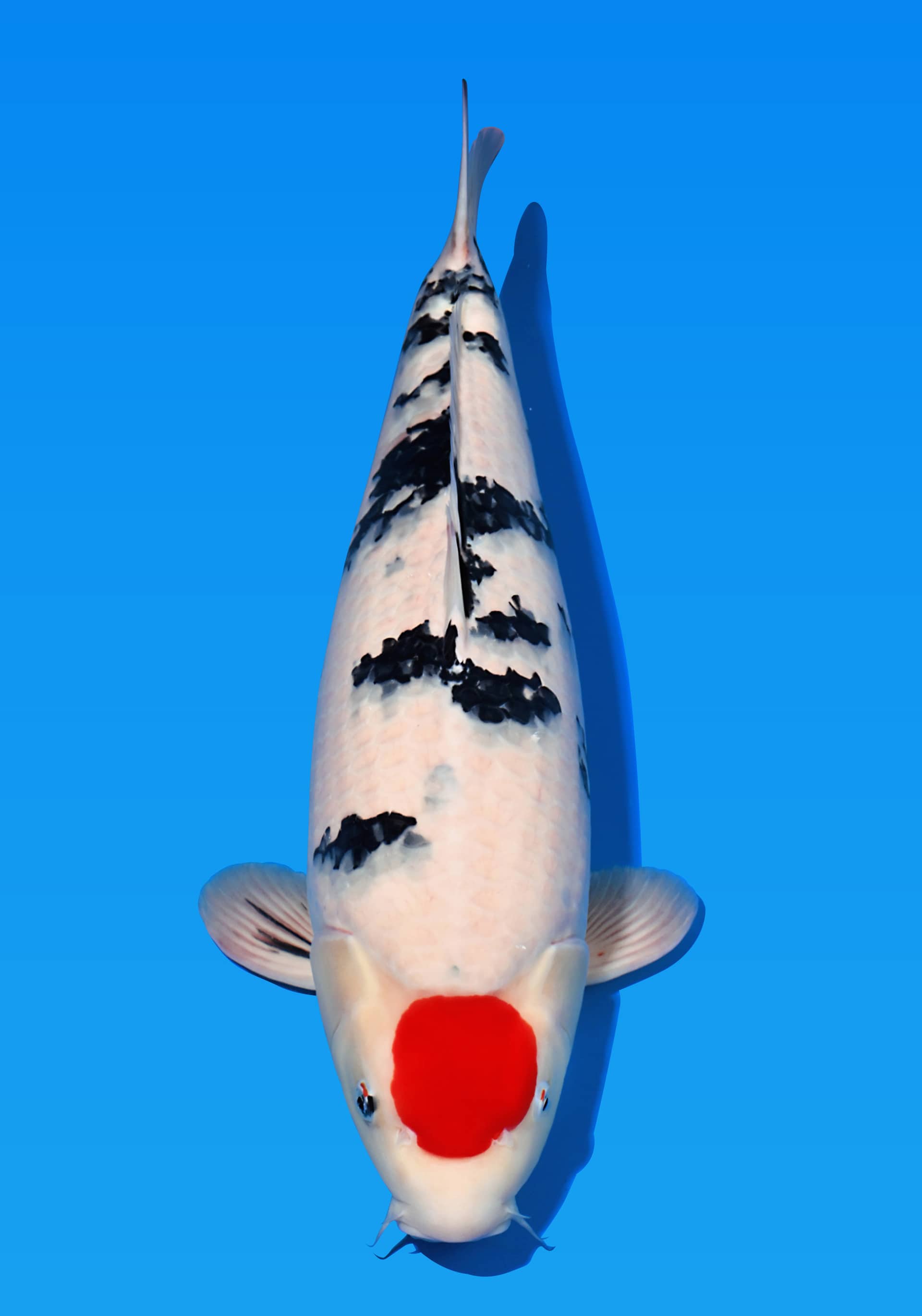 Japanse koi te koop Sakai Fish Farm Sanke Miss Rome Tosai 61 cm Female
