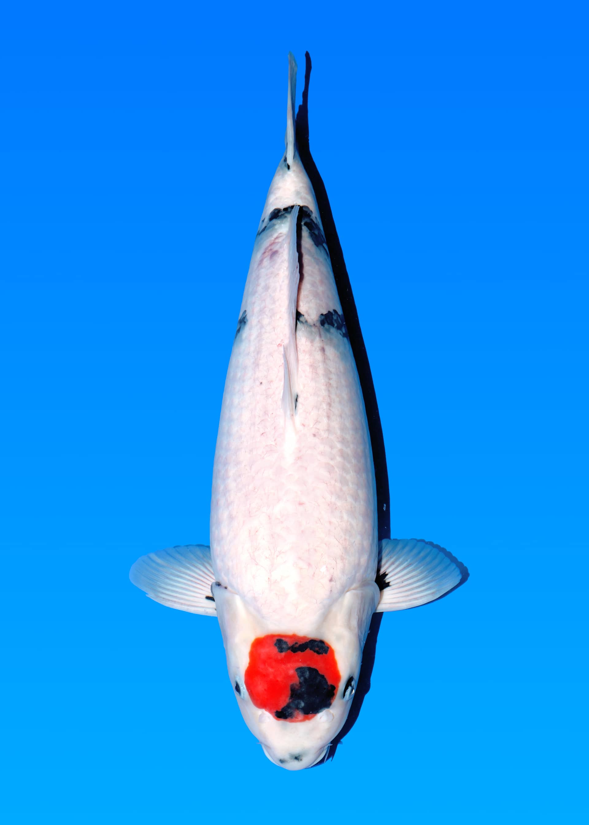 Japanse koi Isa Showa Seishirou Nisai 59 cm Female