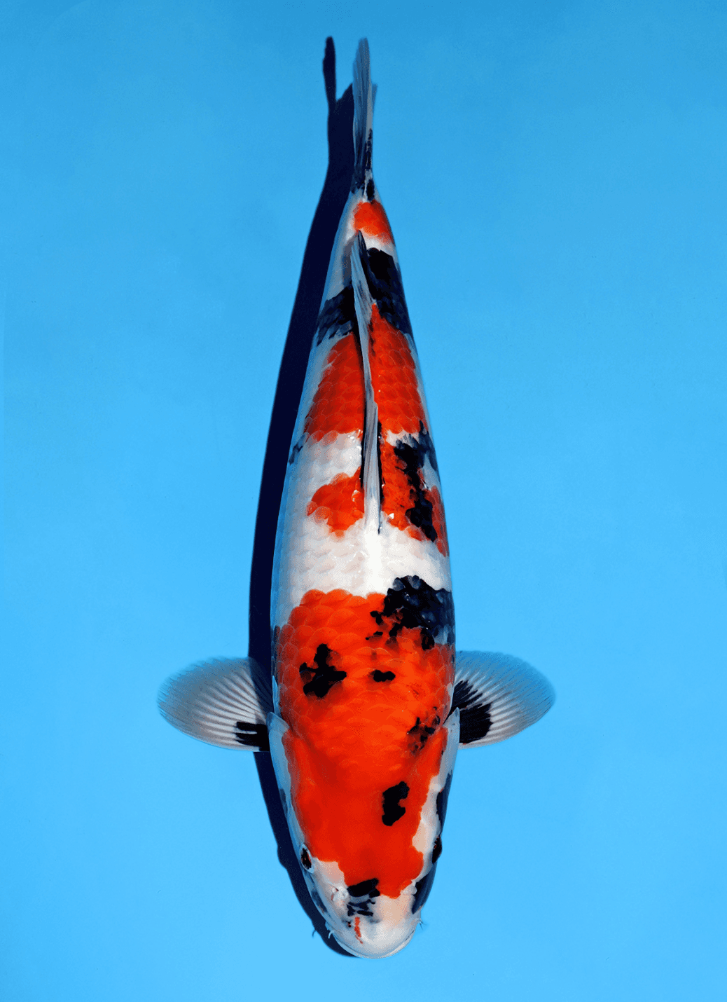 Japanse koi te koop Omosako Showa Super MA Sansai 51 cm Female
