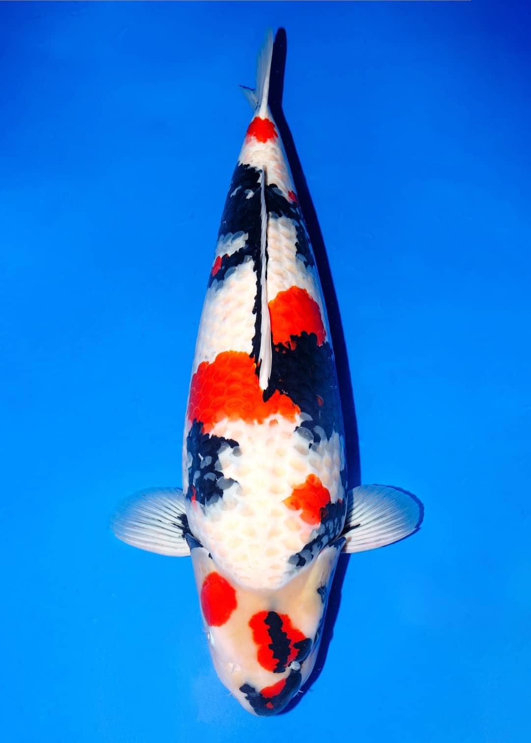 Japanse koi Isa Showa Yonsai 75 cm Female