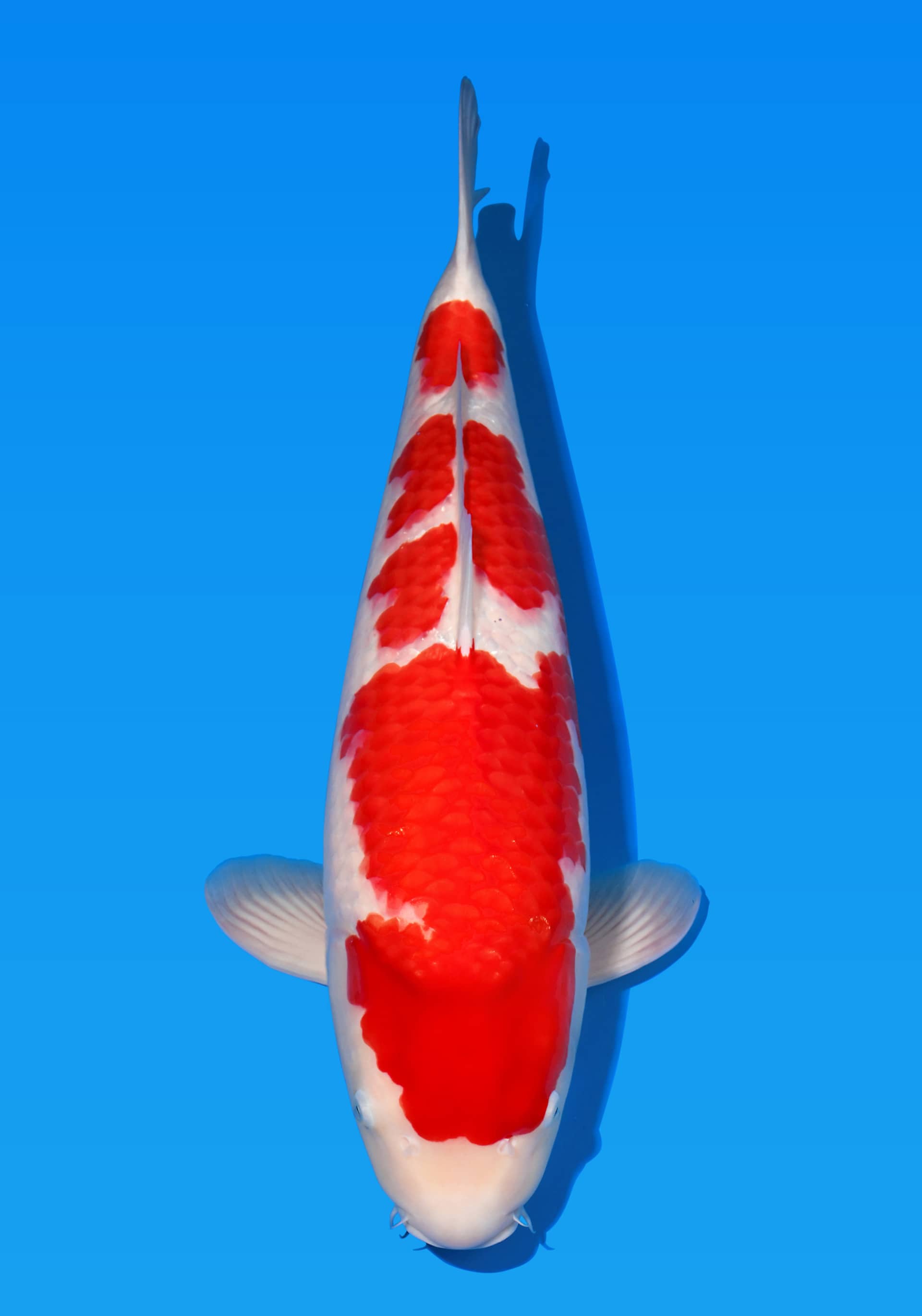 Japanse koi te koop Sakai Fish Farm Kohaku Sweet Ruby Tosai 64 cm Female