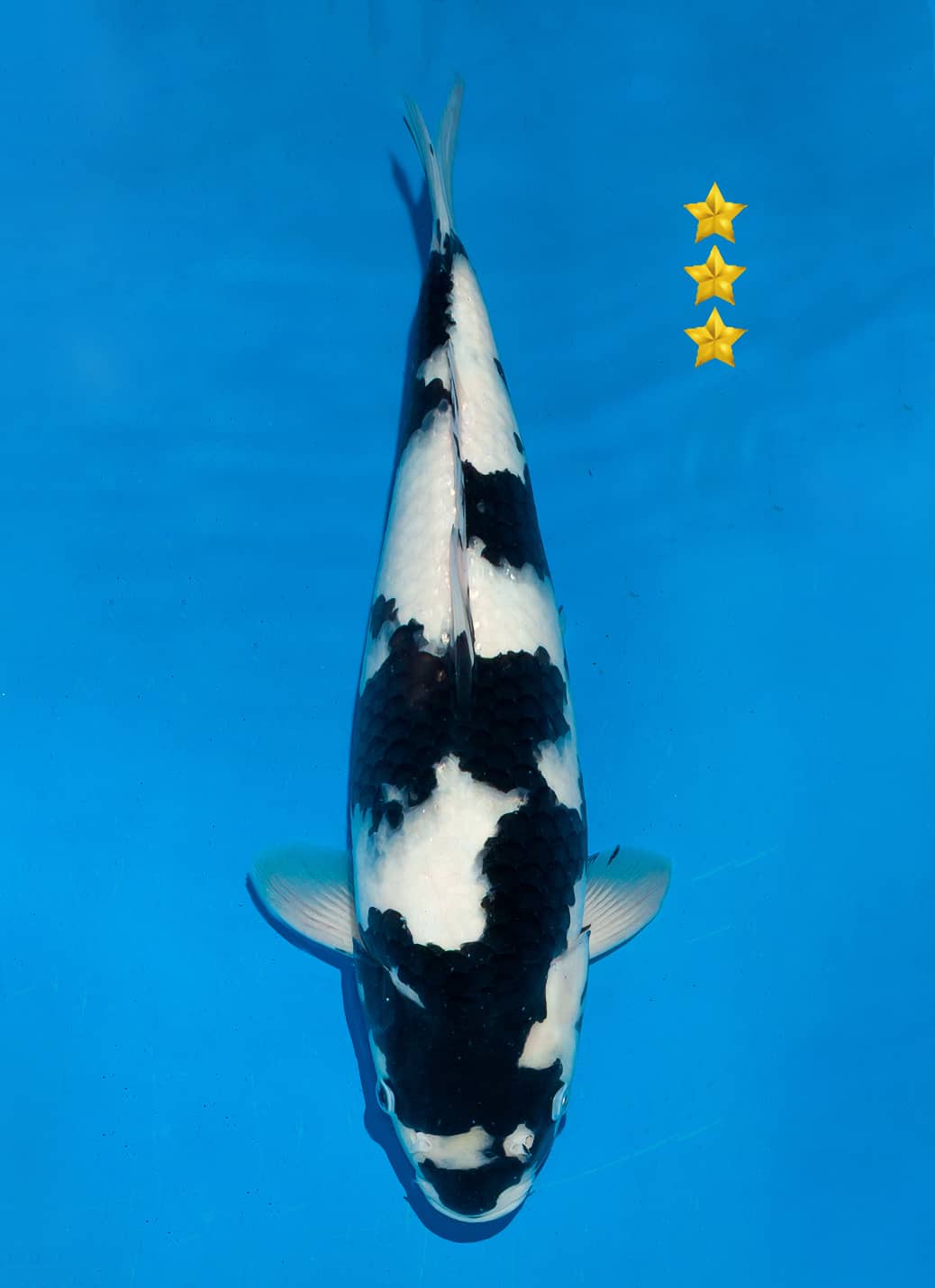 Japanse koi te koop Ogata Shiro-utsuri Omosako Nisai 40 cm Female