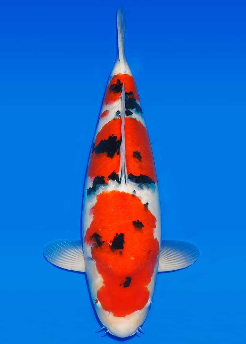 Japanse koi Sakai Co. Sanke Yonsai 78 cm Female