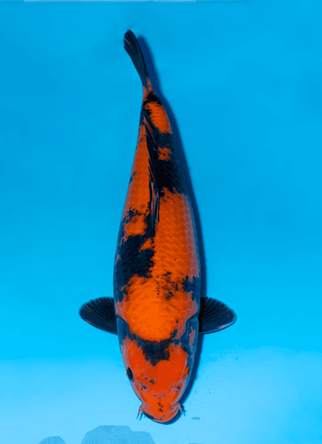 Japanse koi te koop Shinoda Hi-utsuri Nisai 54 cm Female