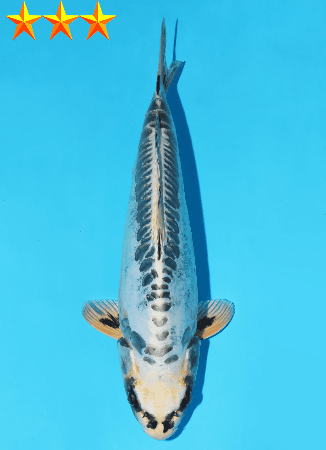 Japanse koi te koop Dainichi Toyota Kikokuryu YellowDragon Sansai 33 cm Female