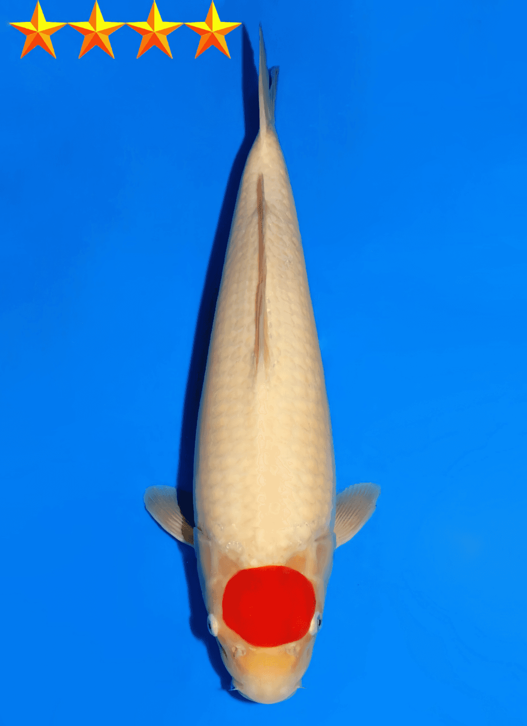 Japanse koi te koop Dainichi Kohaku DMM Tosai 45 cm Female
