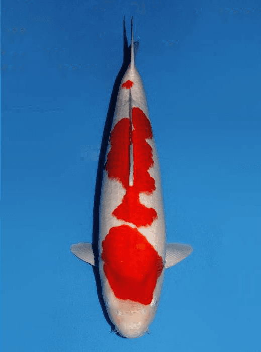 Japanse koi te koop Dainichi Kohaku SuperKohaku Rokusai + 66 cm Female
