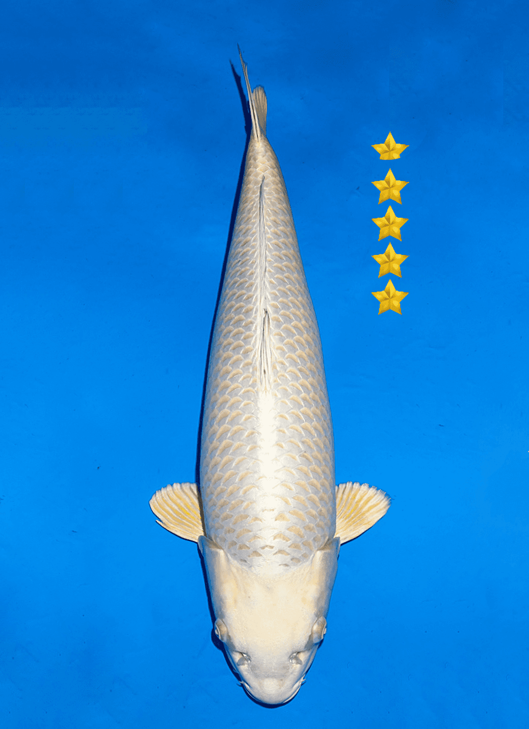 Japanse koi te koop Ogata Ginrin Mukashi Ogon SilverFox Nisai 67 cm Female