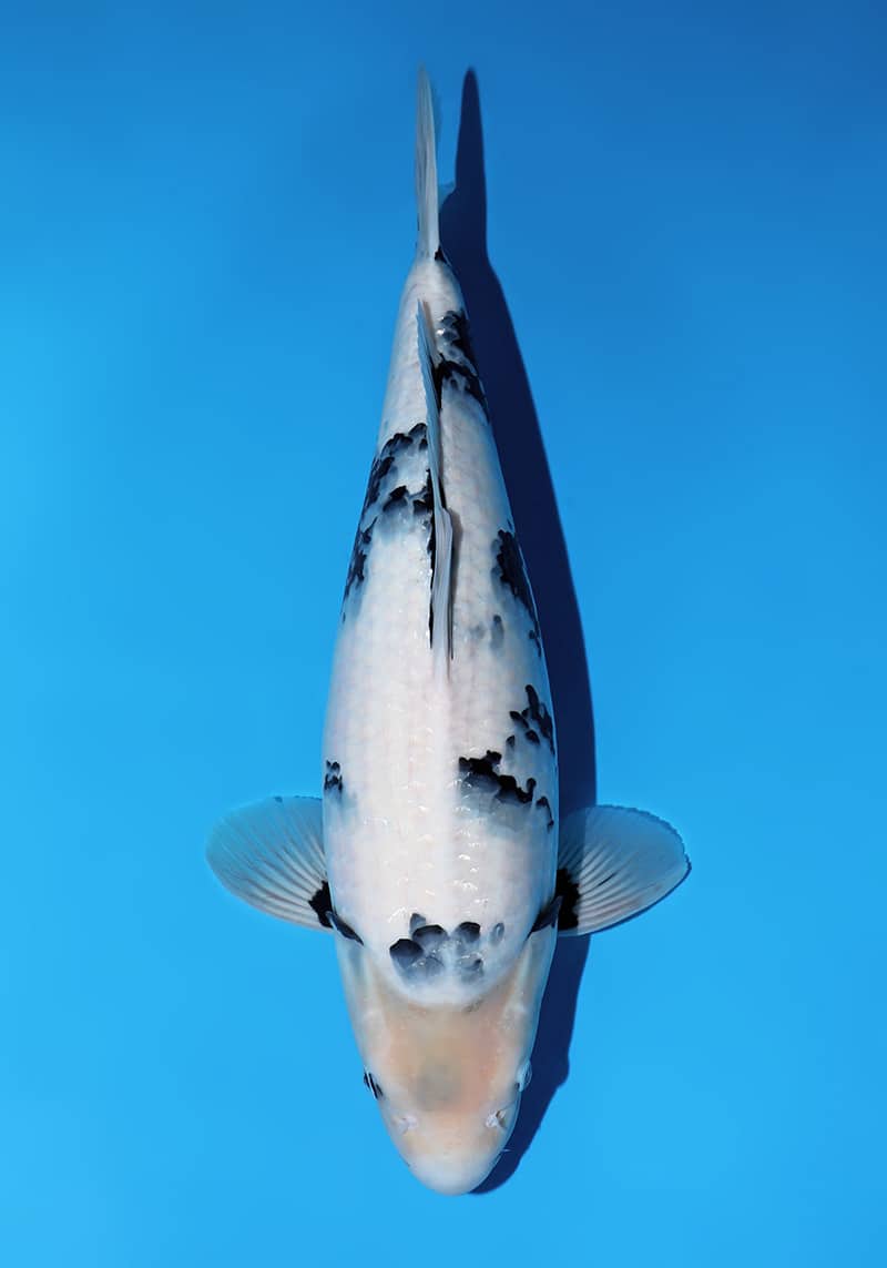 Japanse koi te koop Omosako Shiro-utsuri Y-1 Nisai 51 cm Female