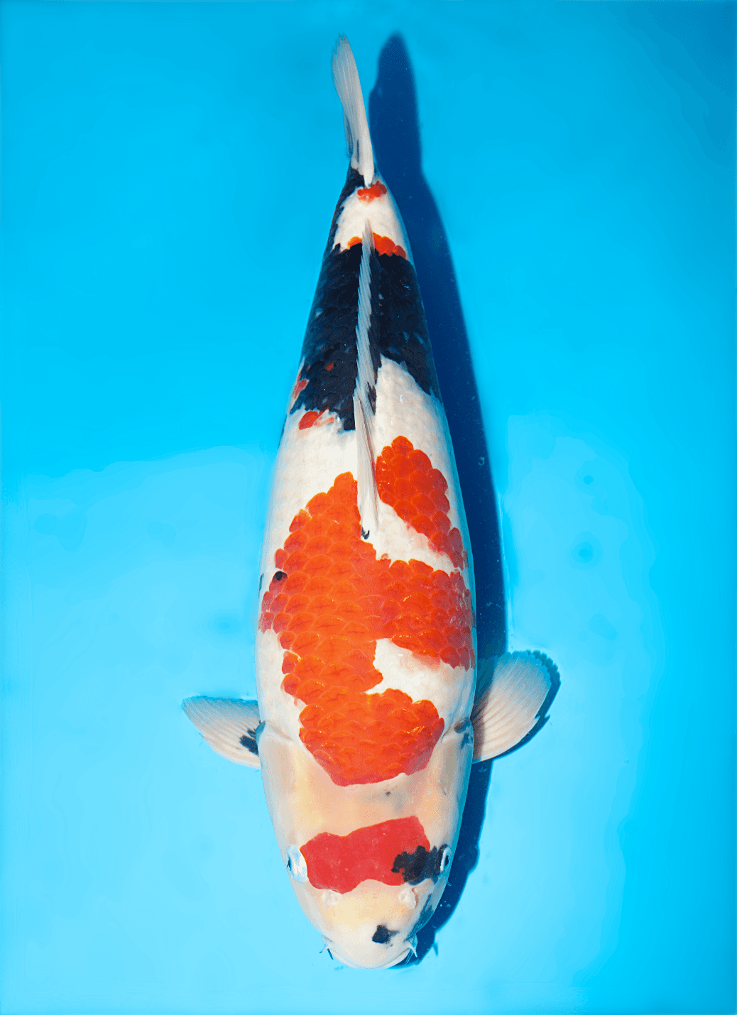 Japanse koi te koop Isa Showa Nisai 54 cm Male