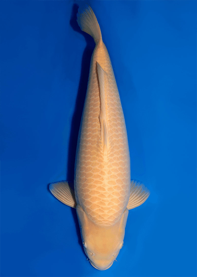 Japanse koi te koop Konishi Karashigoi Konishi Yonsai 70 cm Female