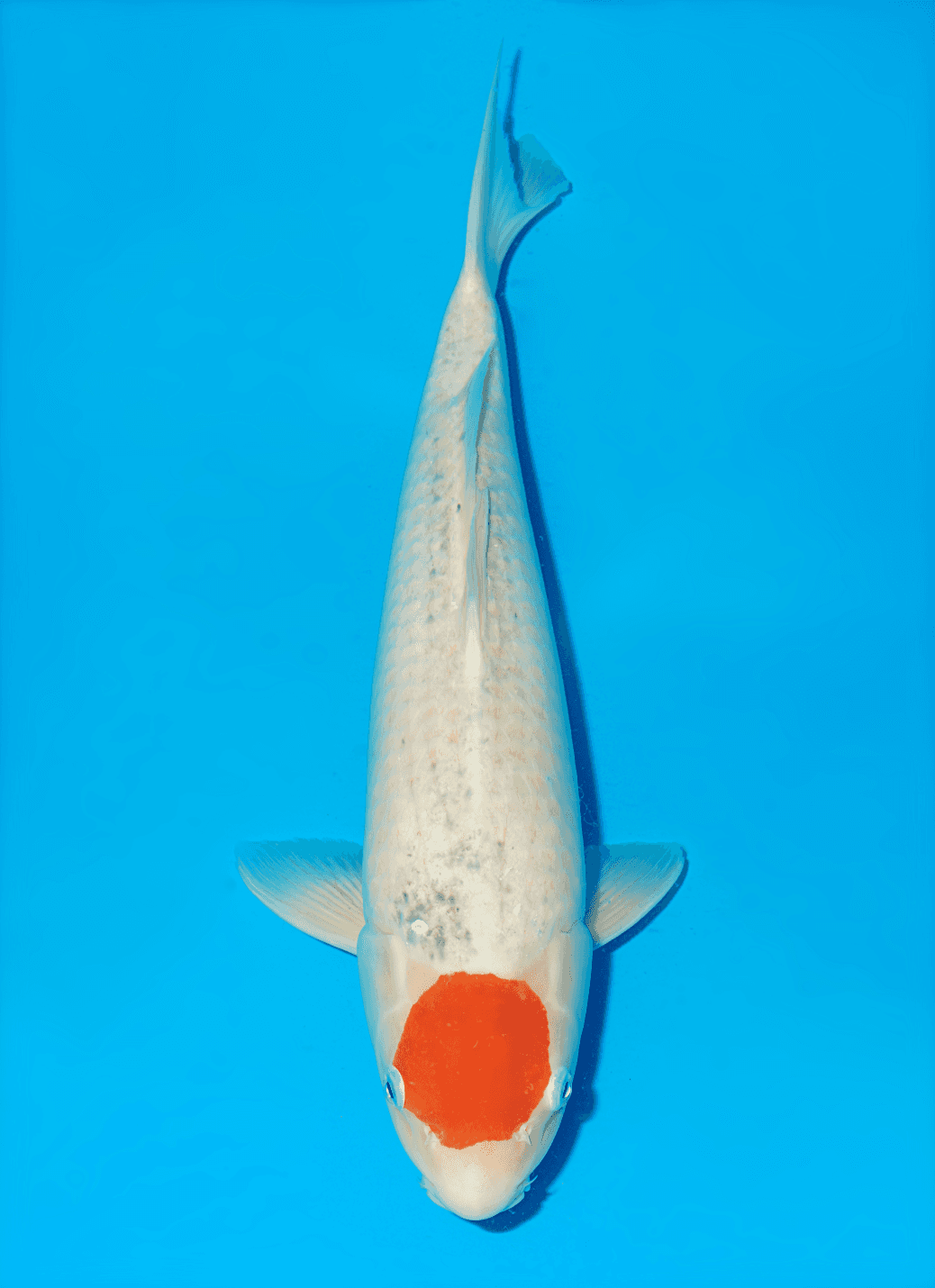 Japanse koi te koop Hiroi Goshiki Gosai 55 cm Female