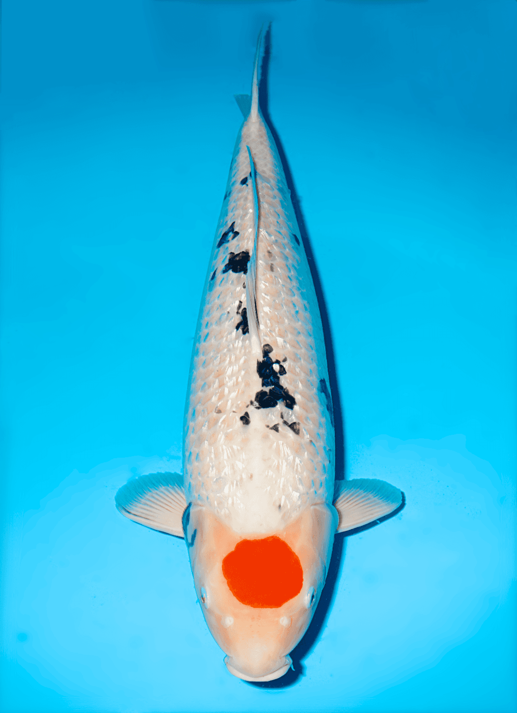 Japanse koi te koop Hiroi Ginrin Sanke Yonsai 70 cm Female