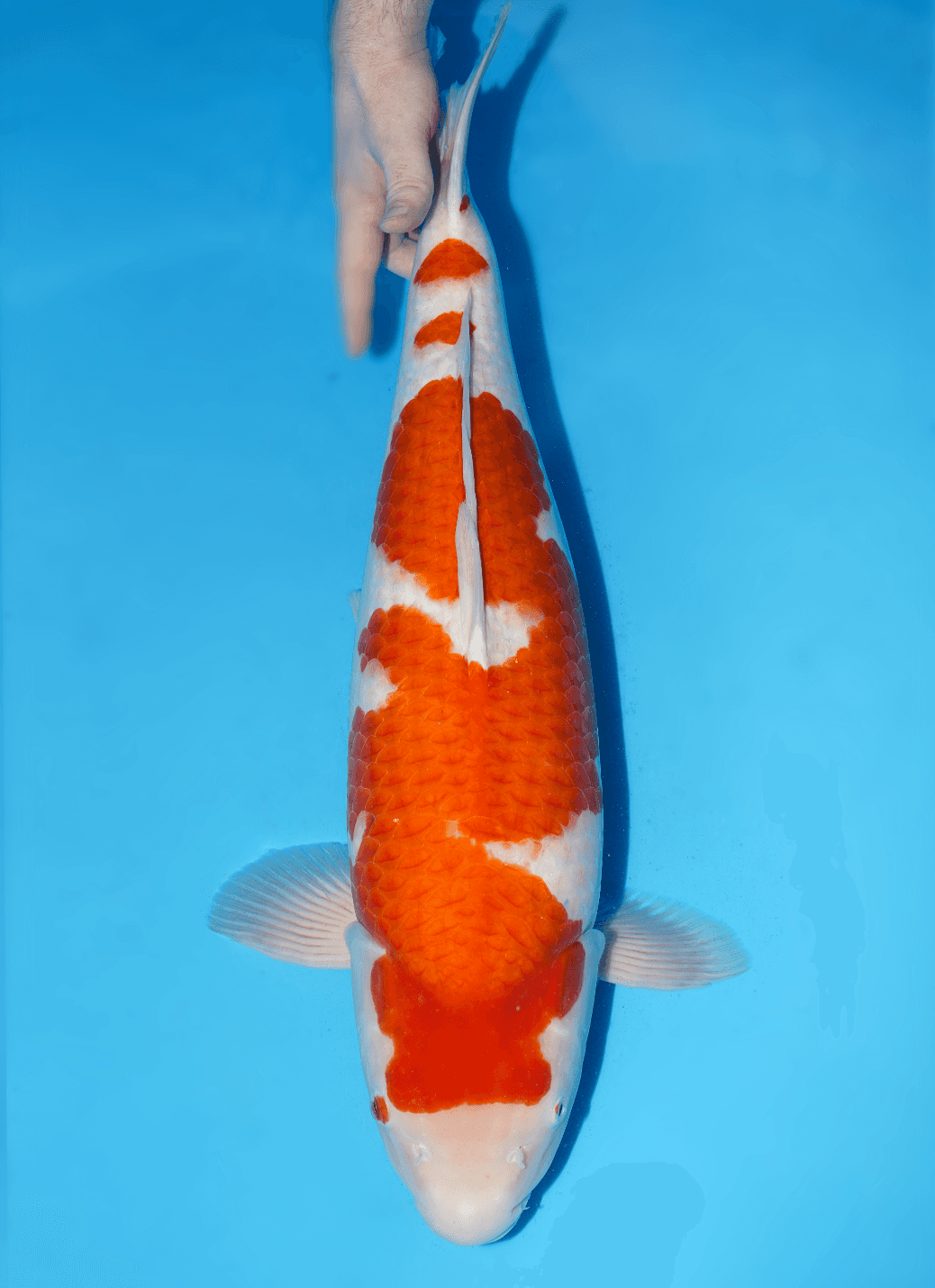 Japanse koi te koop Ikarashi Kohaku Yonsai 65 cm Female